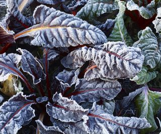 Frozen chard in a winter vegetable garden