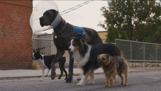 Dog cast of Strays