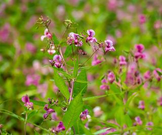 Pink flowers of Himalayan balsam