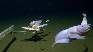 Image of snailfish alive from 7500-8200m in the Izu-Ogasawara Trench.