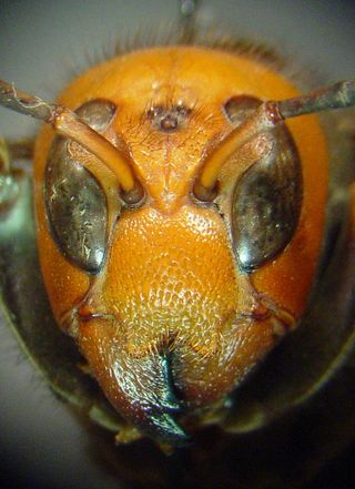 An image taken by James Carpenter, an American Museum of Natural History researcher and coauthor of the new paper, shows the distinctive face of a murder hornet.