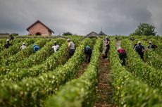 France 2025 wine harvest, Burgundy