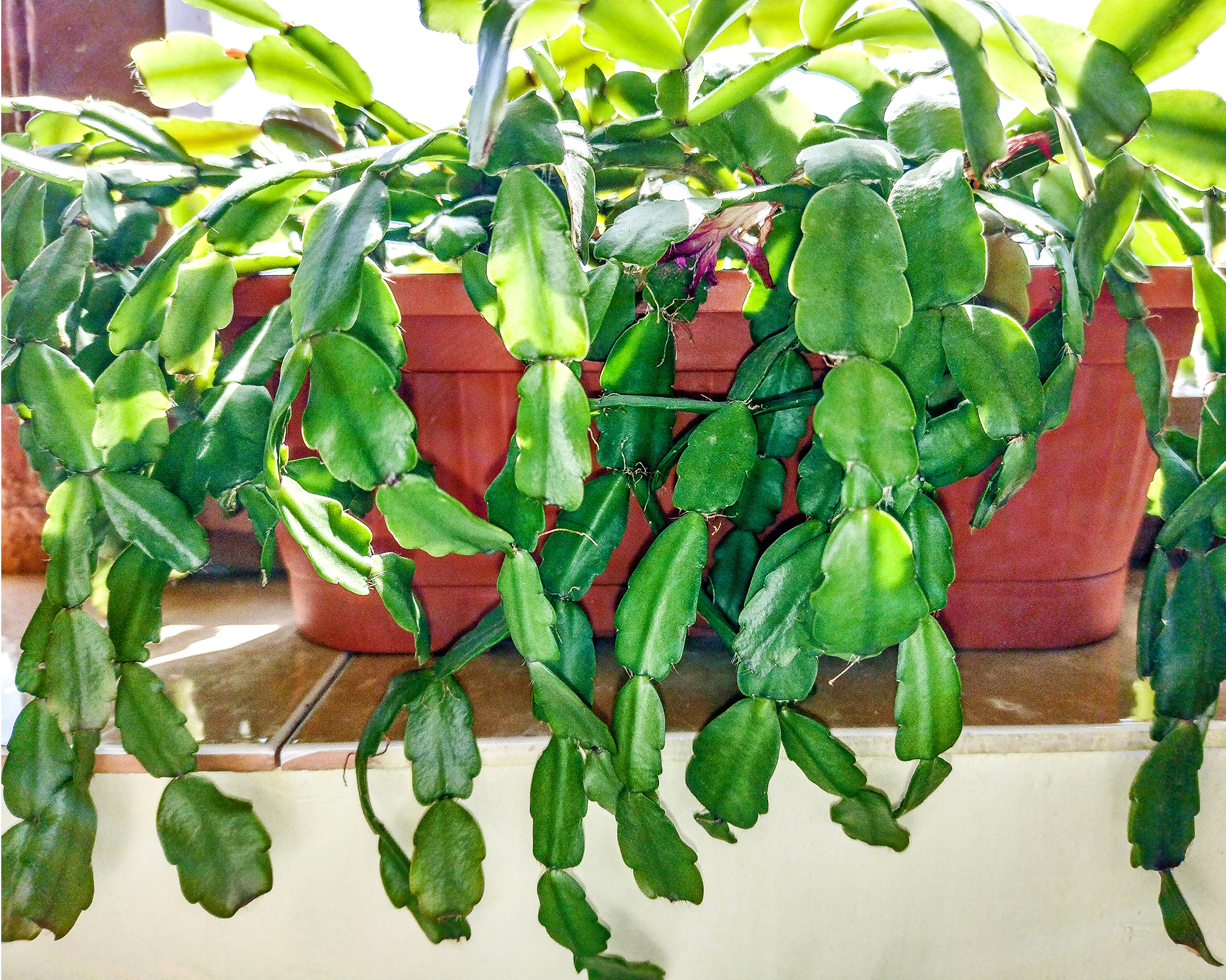 Christmas cactus plants on windowsill