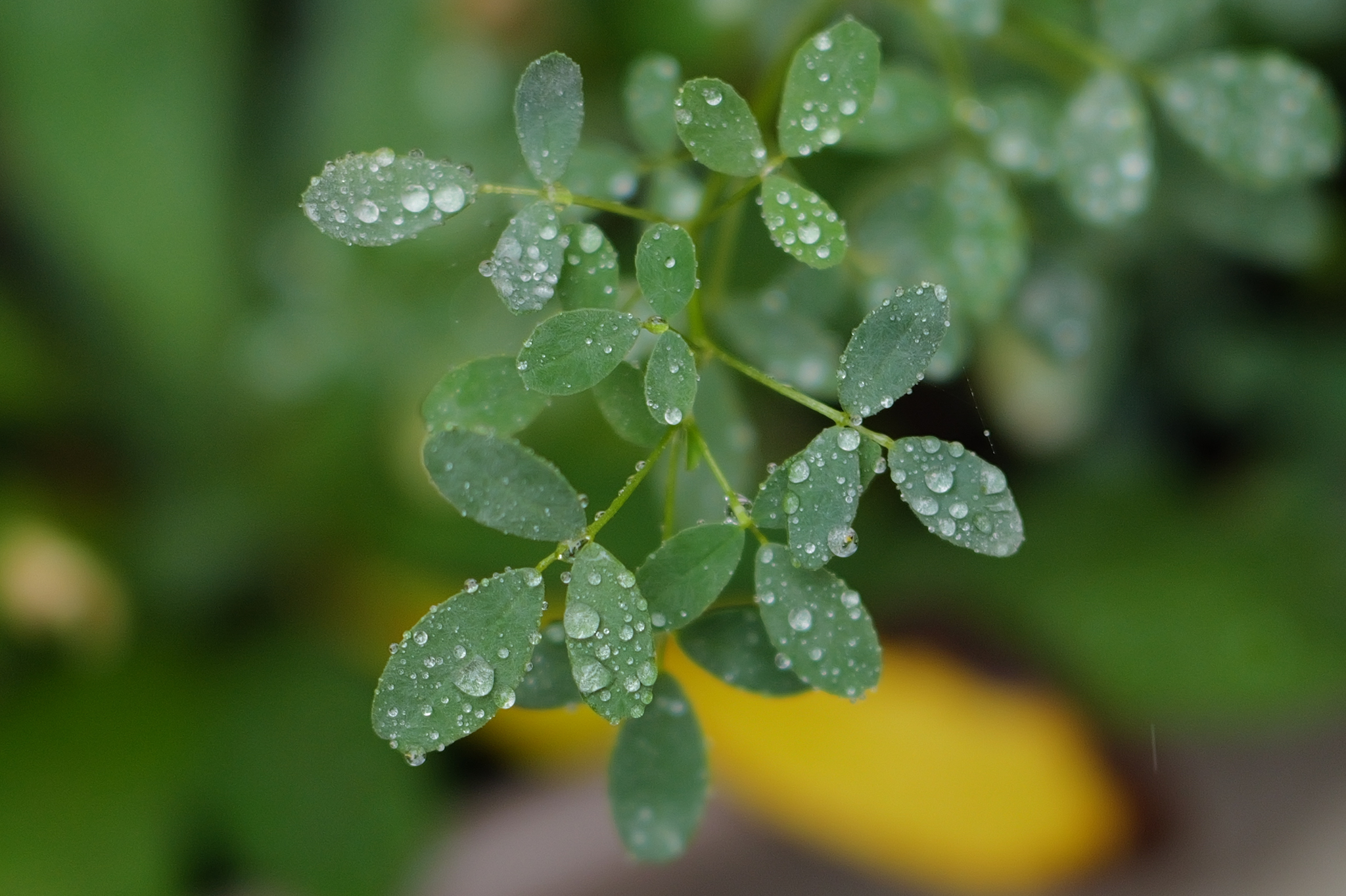 A photo taken on a Leica SL3 full frame mirrorless camera