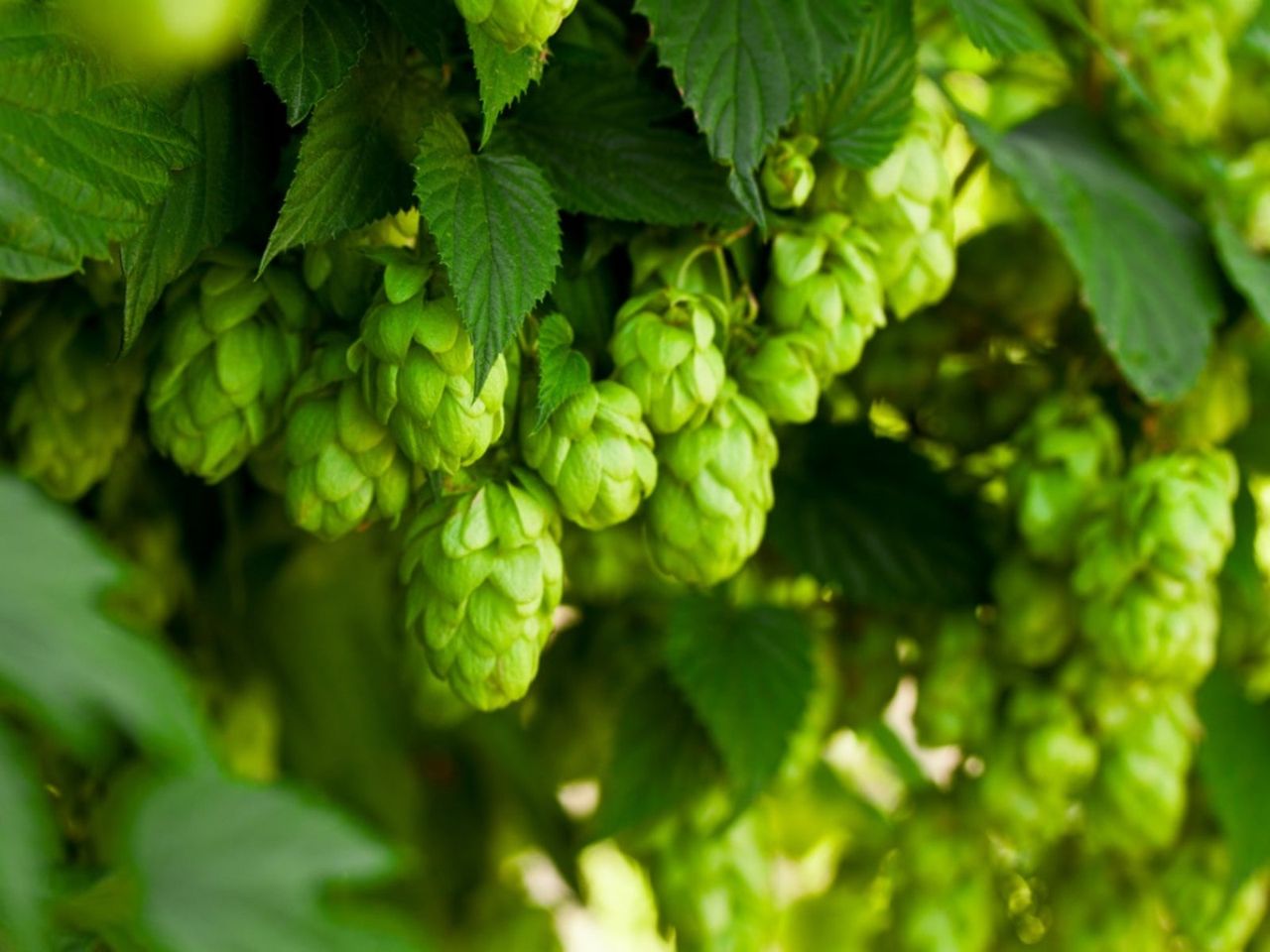 Green Hops Plants