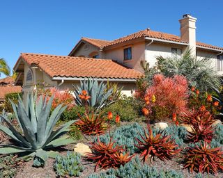 desert landscaping in California with drought tolerant landscaping