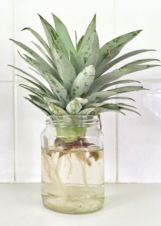pineapple rooting in a jar
