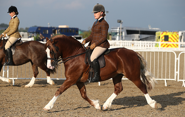 class 82 OLYMPIA SEMI FINAL SEC C 105 LYNUCK THE SHOWMAN. R: REBECCA PENNY.