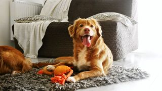 Dog playing with the best dog rope toy