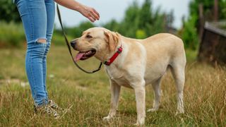 Labrador on a leash in a park