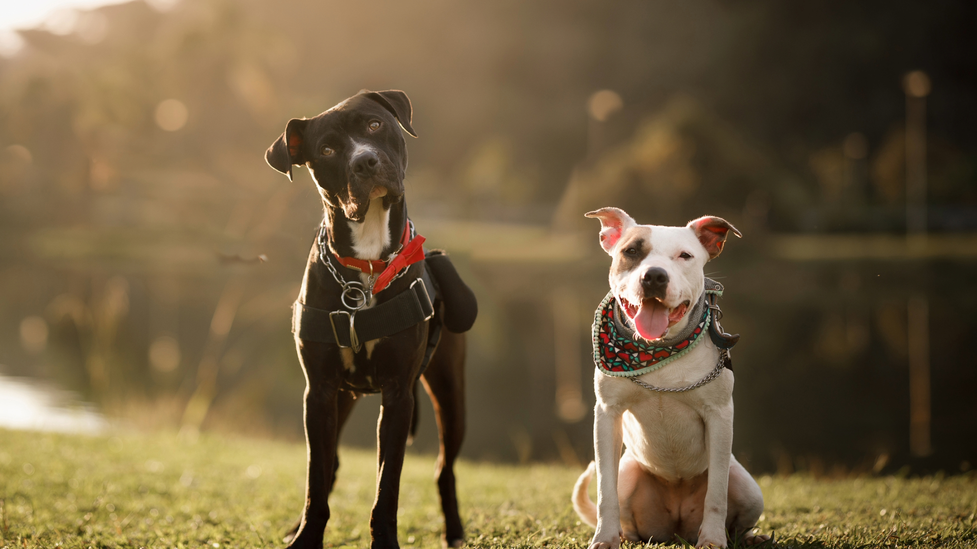Two pitbulls standing together at the park