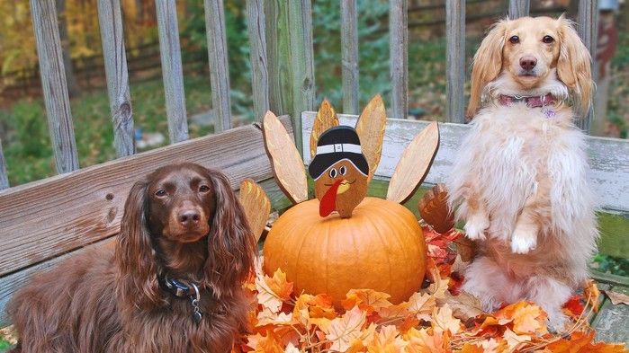 Thanksgiving dinner for dogs