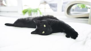 Black cat relaxing on a white mattress