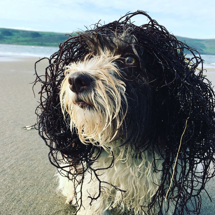 'Young Pup Photographer' category winner: Sabine Wolpert, USA (age 11)