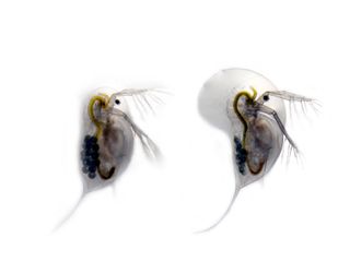 The water flea Daphnia longicephala in two different forms.