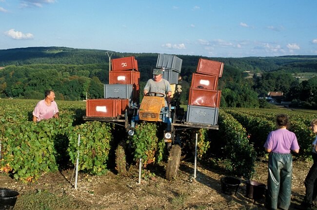 champagne harvest 2018