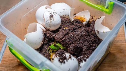 Eggshells and used coffee grounds