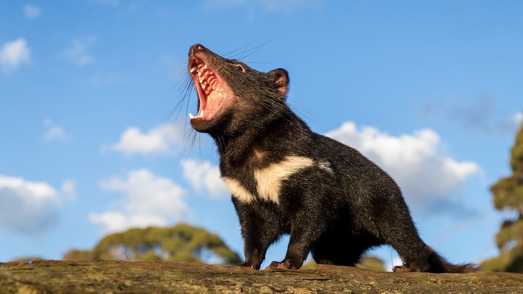 After 3,000 years, Tasmanian devils return to mainland Australia