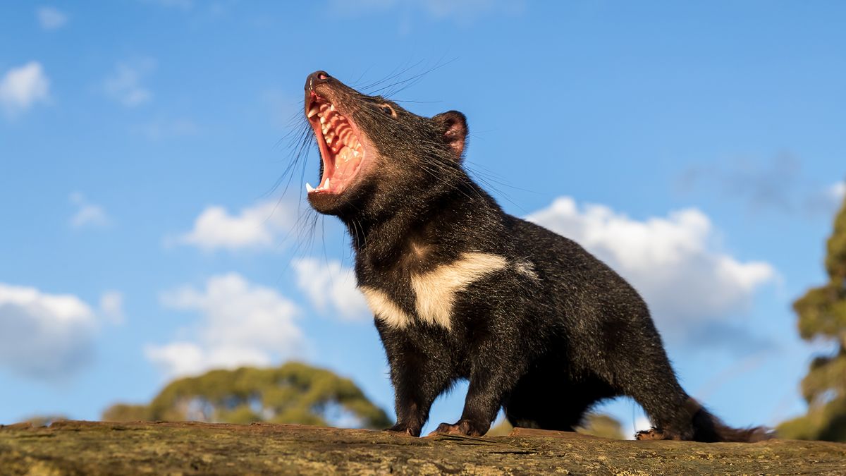 Tasmanian devils are the world&#039;s biggest carnivorous marsupial.