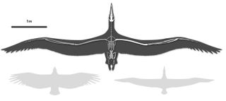 When alive, the seabird would've been much bigger than condors and nearly twice as big as today's largest flying bird — the royal albatross with its 11.4-foot (3.5 m) wingspan. (Comparison of the birds' sizes shown.)