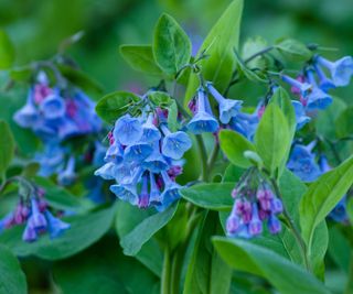 Virginia bluebell flowers