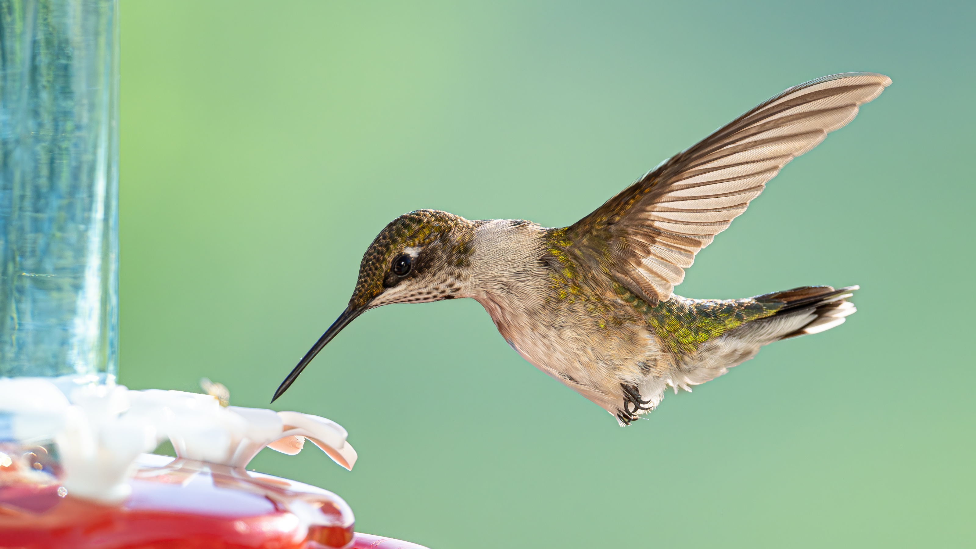 A ruby-throated Hummingbird hovers delicately at a feeder in a backyard