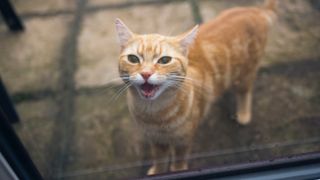 Ginger cat meowing to be let inside