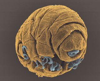 Water bear embryo, 2017 Royal Society Publishing Photography Competition