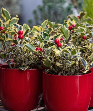 Holly porch pots