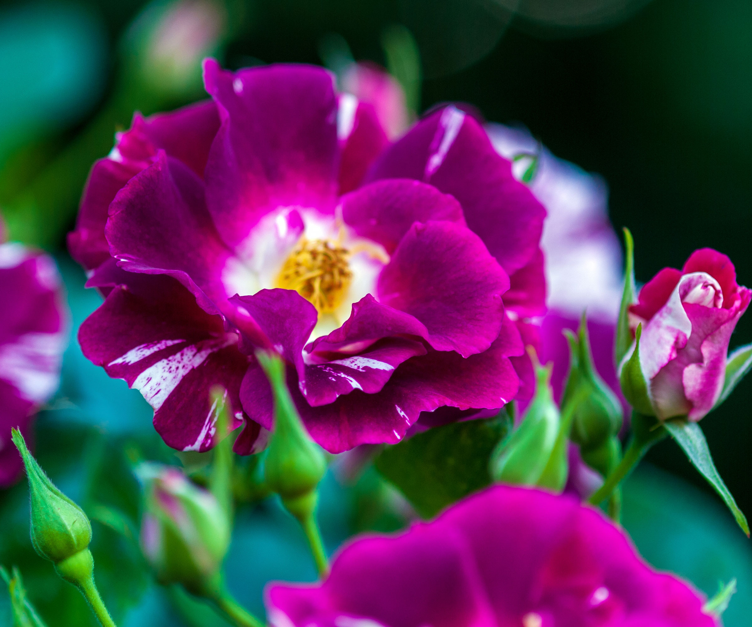 climbing rose plant with bright purple and white rose flowers in bloom