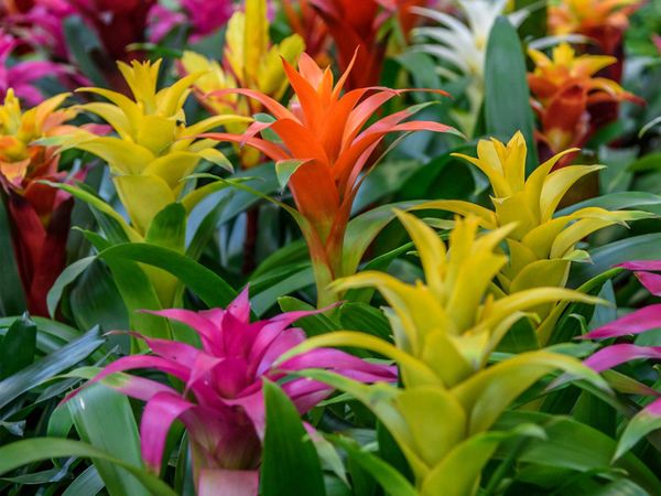 Tips & Information about Bromeliads | Gardening Know How