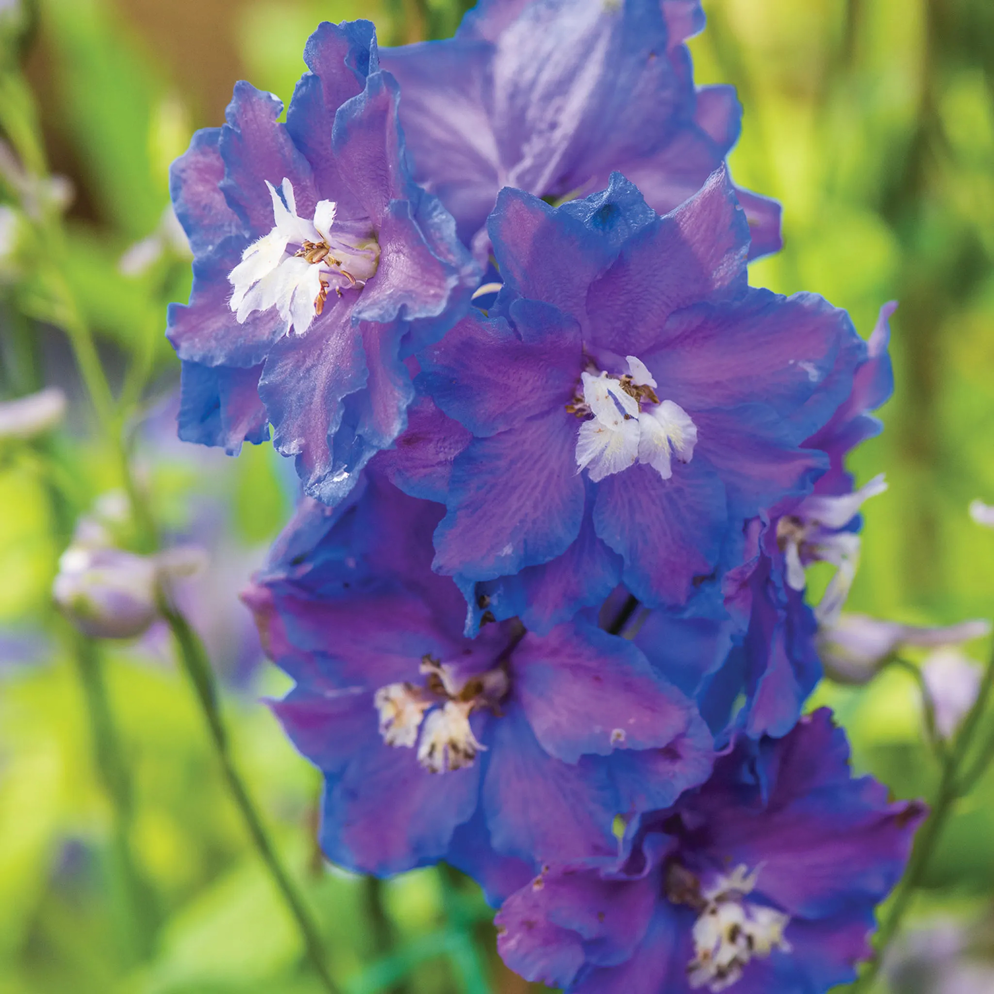 Burpee Dasante Blue Delphinium