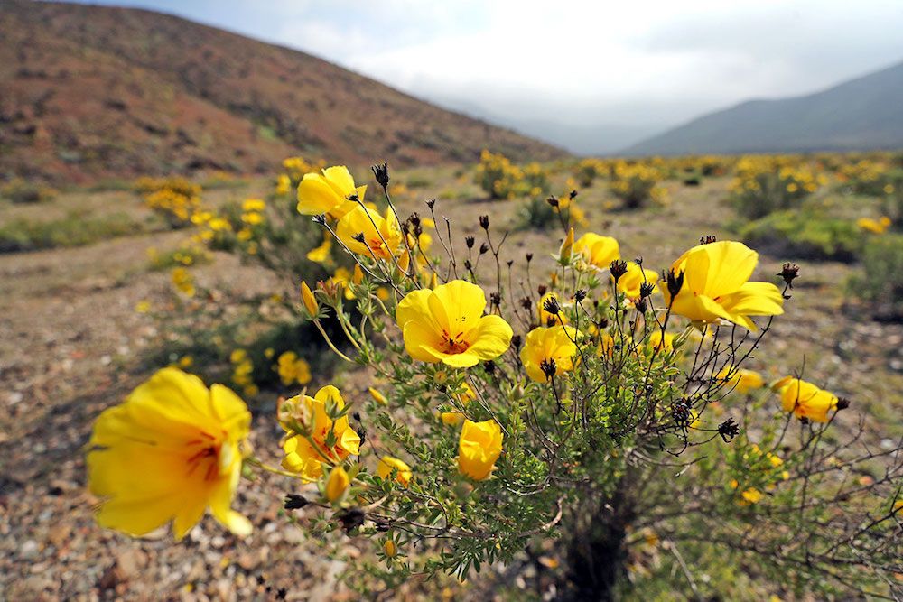 Atacama flower