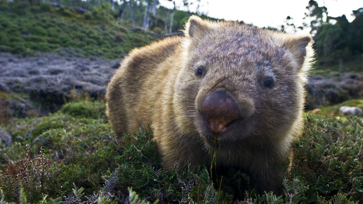 Wombat in Tasmania, Australia