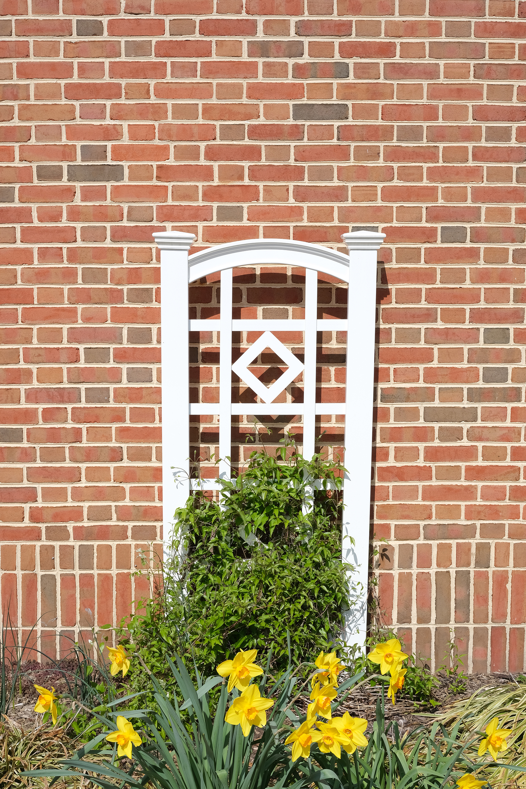 A shot of a trellis with plants growing against it next to a brick wall, taken with the Fujifilm X-E4 and the Provia film simulation