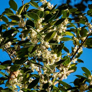 fragrant olive trees