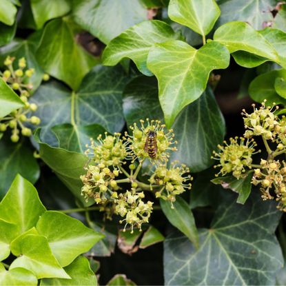 English ivy in bloom