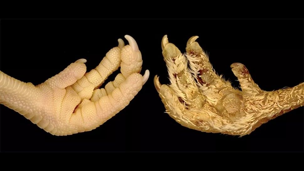 Scientists changed scales on chicken feet to feathers by tweaking a single gene - Livescience.com