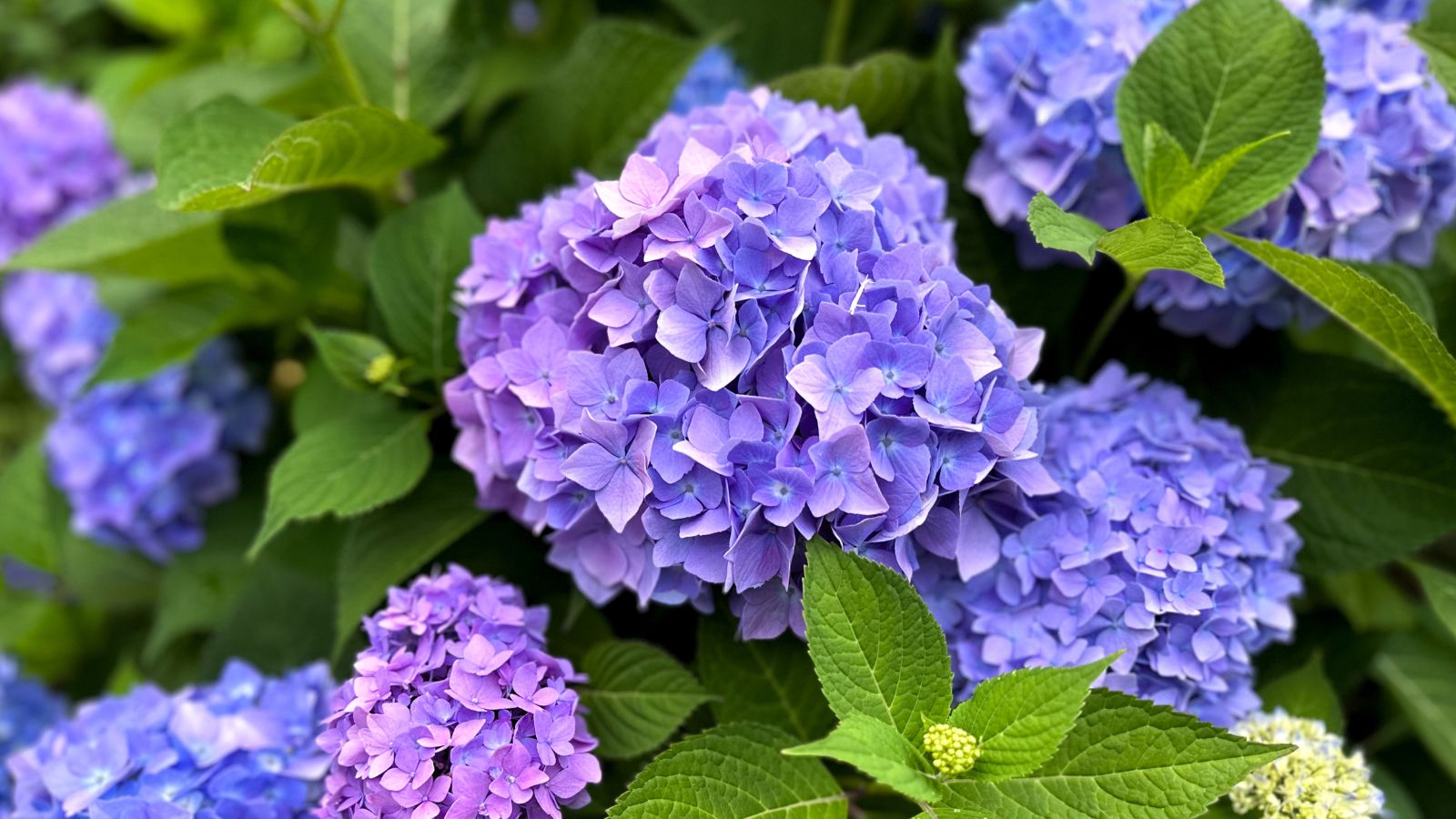 Oversized fresh purple hydrangea blooms