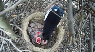 The nest of the Magpie (Pica pica) in nature.