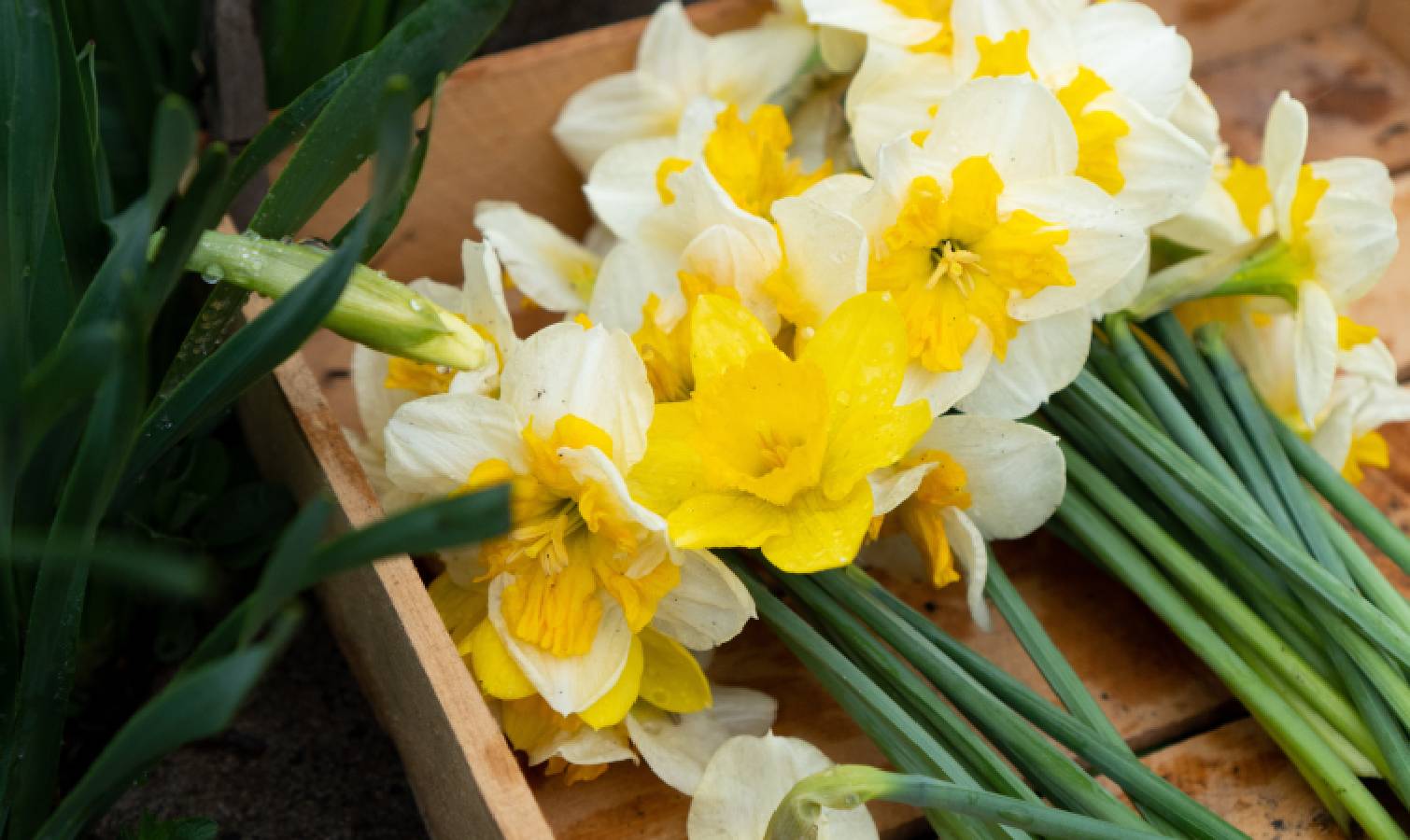 Daffodils cut straight 