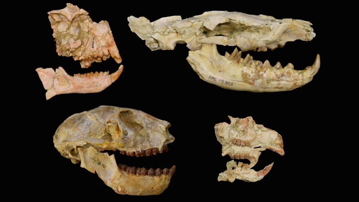 Fossils of the key groups used to unveil the Eocene-Oligocene extinction in Africa with primates on the left, the carnivorous hyaenodont, upper right, rodent, lower right. These fossils are from the Fayum Depression in Egypt and are stored at the Duke Lemur Center&#039;s Division of Fossil Primates.