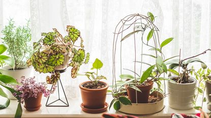 How and when to use a houseplant trellis