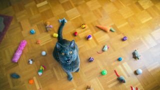 Cat surrounded by toys