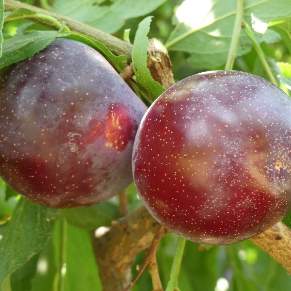 Santa Rosa Plum Tree - #3 Container 3-4 Feet