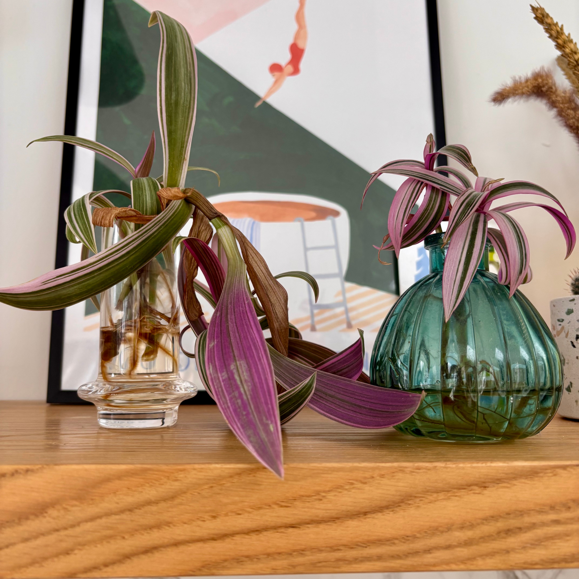 propagating tradescantia zebrina