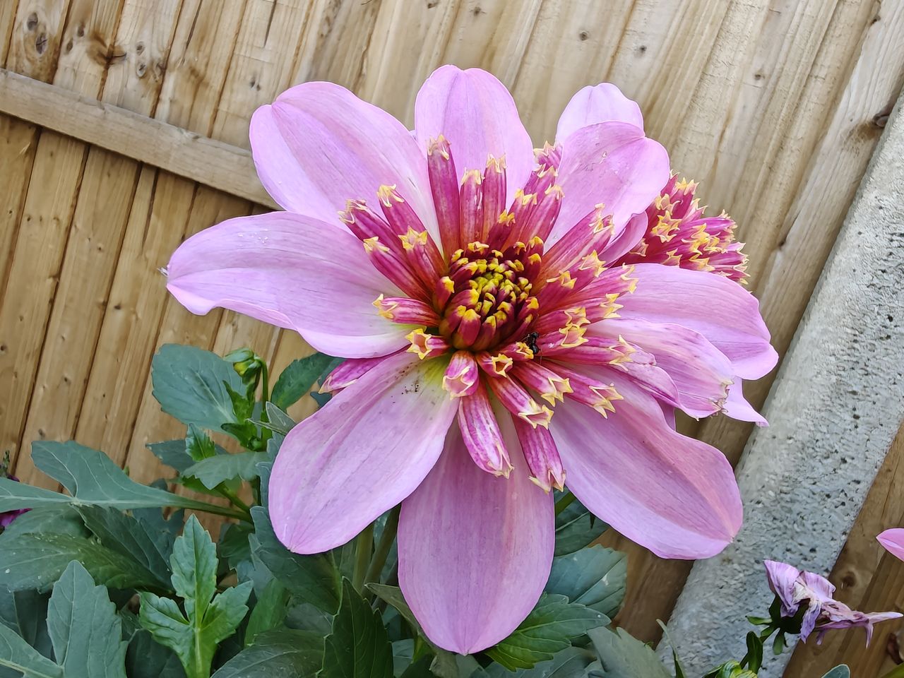 OnePlus Nord 5 camera samples