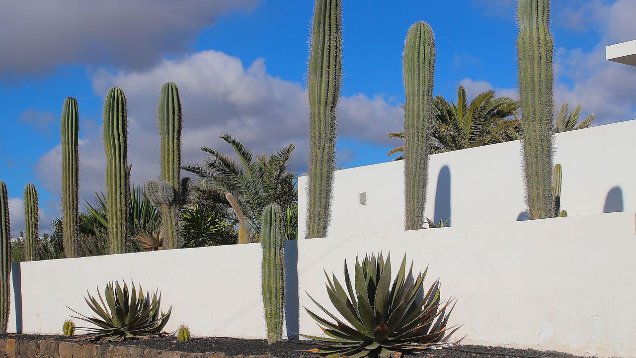 Growing cacti in raised beds