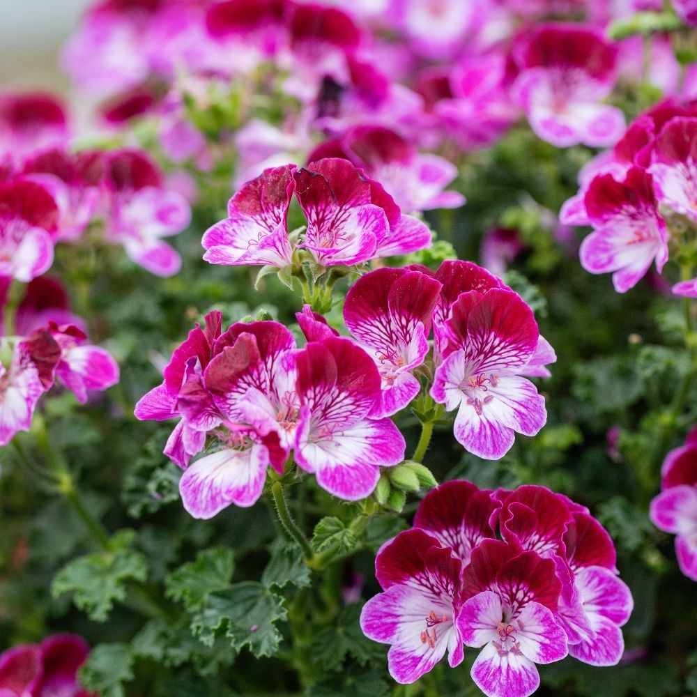 easy flowers to grow: Pelargonium &#039;Tip Top Duet&#039;