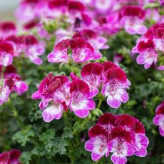 easy flowers to grow: Pelargonium 'Tip Top Duet'